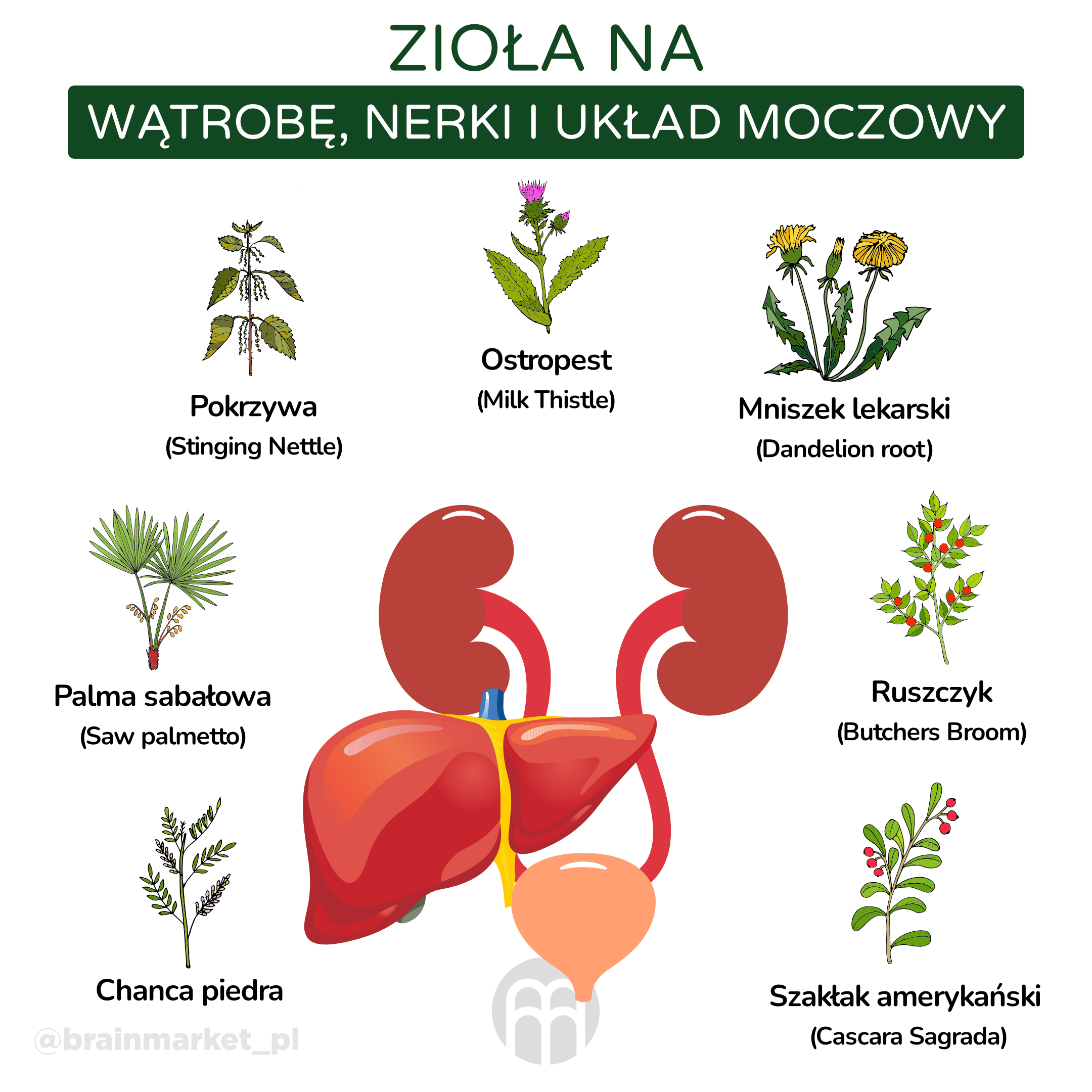 byliny pro játra, ledviny a močovou soustavu_infografika_pl